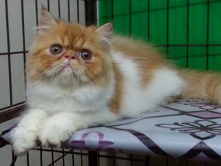 Ben - Persian Cat