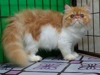 Ben - Persian Cat