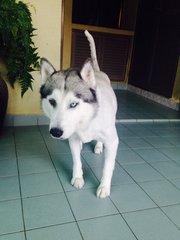 Kaizer - Siberian Husky Dog