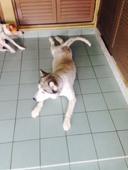 Kaizer - Siberian Husky Dog