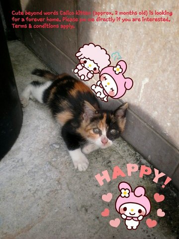 Cally - Calico Cat