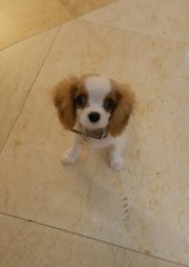 Mocha - Cavalier King Charles Spaniel Dog