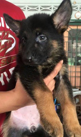 German Shepherd - Huge Bone Pretty - German Shepherd Dog Dog