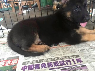 German Shepherd - Huge Bone Pretty - German Shepherd Dog Dog