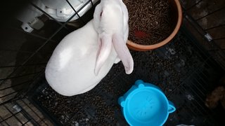 Minirex - Mini Rex Rabbit