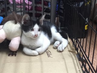 Oreo - Domestic Short Hair Cat