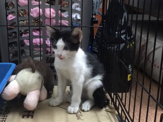 Oreo - Domestic Short Hair Cat