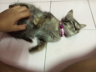 Rose - Domestic Medium Hair Cat