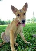 Kyra - Mixed Breed Dog