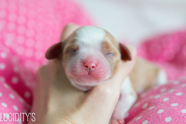 Cavalier Pups, Imported, Ch Parents - Cavalier King Charles Spaniel Dog