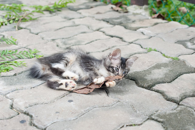 Socks - Domestic Medium Hair Cat