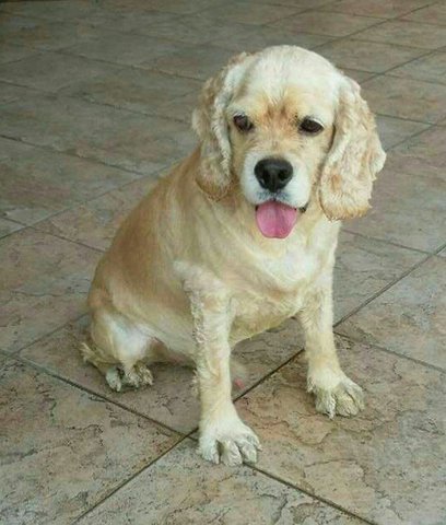 Boy Boy - Cocker Spaniel Dog