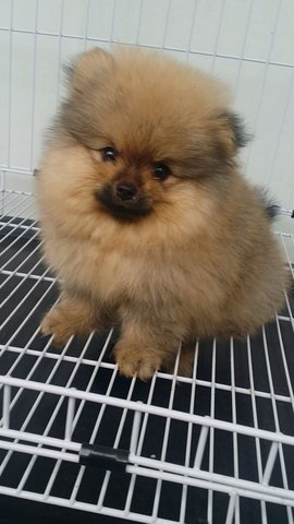 Teddybear Male Pomeranian Puppy A12 - Pomeranian Dog