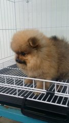 Teddybear Male Pomeranian Puppy A12 - Pomeranian Dog