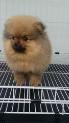 Teddybear Male Pomeranian Puppy A12 - Pomeranian Dog