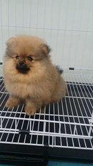 Teddybear Male Pomeranian Puppy A12 - Pomeranian Dog