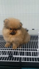 Teddybear Male Pomeranian Puppy A12 - Pomeranian Dog