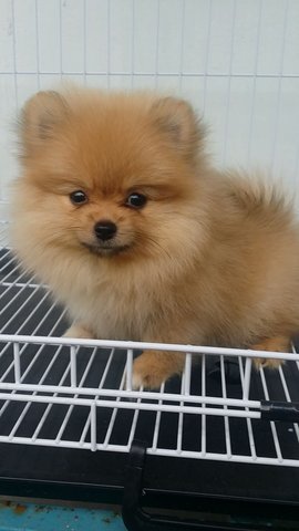 Tinysize Female Pomeranian Pup A177 - Pomeranian Dog