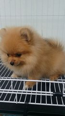 Tinysize Female Pomeranian Pup A177 - Pomeranian Dog