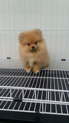 Tinysize Female Pomeranian Pup A177 - Pomeranian Dog