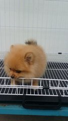 Tinysize Female Pomeranian Pup A177 - Pomeranian Dog