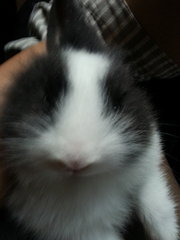 Fyodor Fluffypants - Angora Rabbit Rabbit