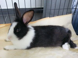 Fyodor Fluffypants - Angora Rabbit Rabbit