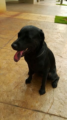 Bamby - Labrador Retriever Dog