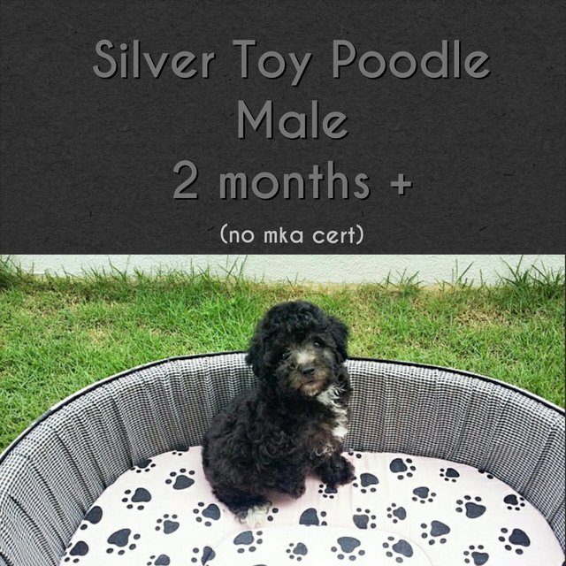 Silver Toy Poodle  - Poodle Dog