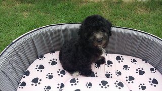 Silver Toy Poodle  - Poodle Dog