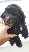 Silver Toy Poodle  - Poodle Dog