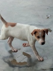 male puppy - Jacky