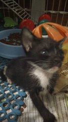 Oreo Chocolate - American Shorthair Cat