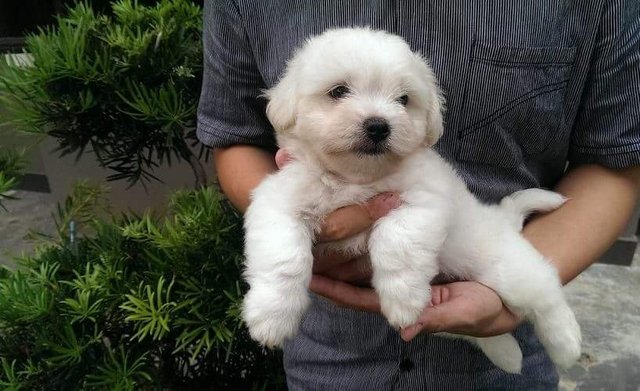 Coton De Tulear - Coton de Tulear Dog