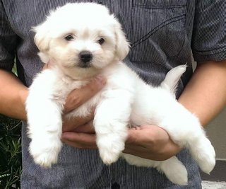 Coton De Tulear - Coton de Tulear Dog