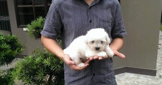 Coton De Tulear - Coton de Tulear Dog