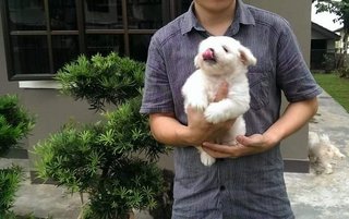 Coton De Tulear - Coton de Tulear Dog