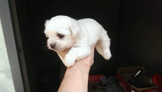 Coton De Tulear - Coton de Tulear Dog