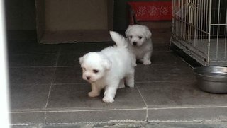 Coton De Tulear - Coton de Tulear Dog