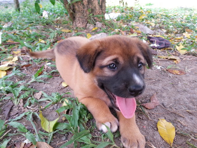 Scooby - Mixed Breed Dog