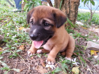 Scooby - Mixed Breed Dog