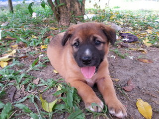 Scooby - Mixed Breed Dog