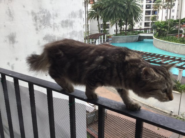 Pip, And Gypsy - Persian + Domestic Long Hair Cat