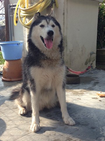 Husky - Siberian Husky Dog