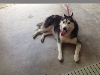 Husky - Siberian Husky Dog