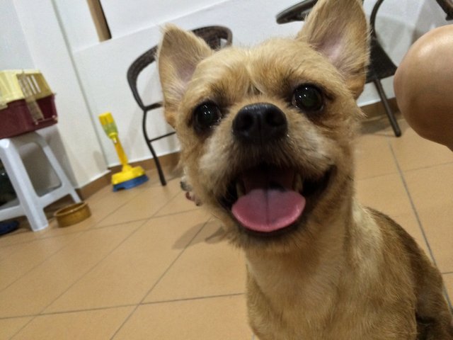 Lucky - Shih Tzu + Chihuahua Dog