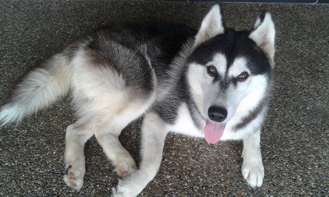 Maxx - Husky Dog