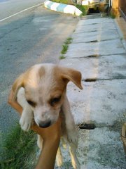 Whitty - Mixed Breed Dog