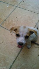 Whitty - Mixed Breed Dog