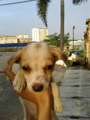 Whitty - Mixed Breed Dog